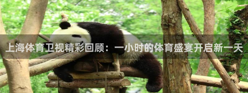河豚直播体育直播：上海体育卫视精彩回顾：一小时的体育盛宴开启新一天