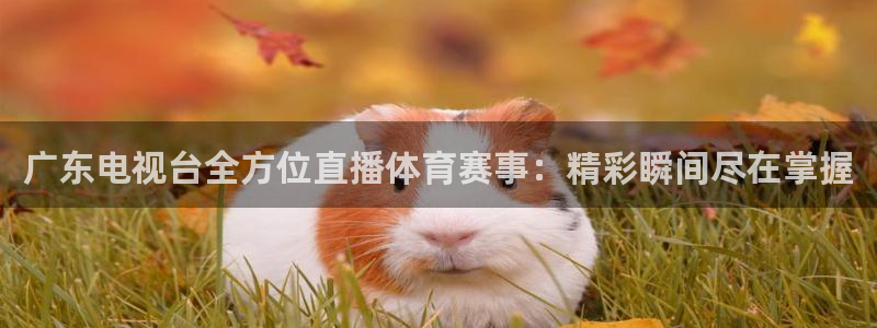 河豚直播：广东电视台全方位直播体育赛事：精彩瞬间尽在掌握